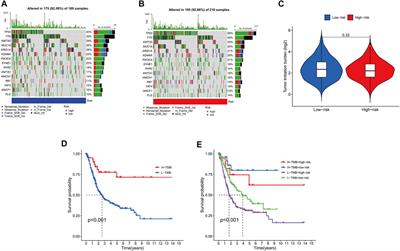 A novel cuproptosis-related lncRNA signature predicts prognosis and therapeutic response in bladder cancer